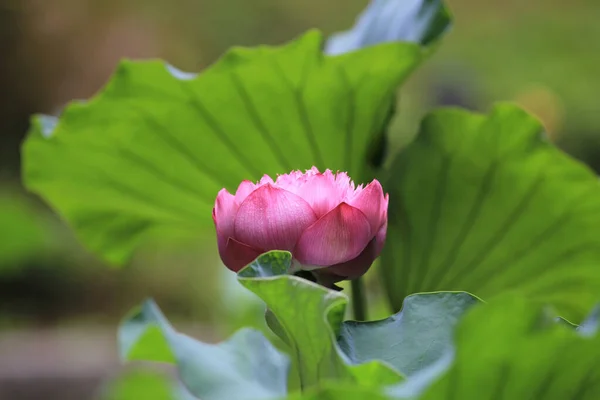 Lotus Pool Nature Background Summer — Stock Photo, Image