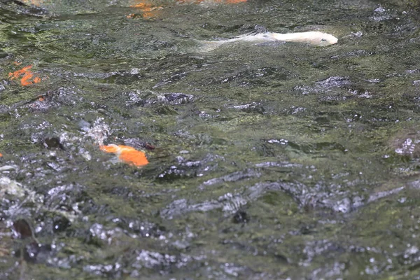 Ikan Koi Kolam Renang Dengan Taman Alam — Stok Foto