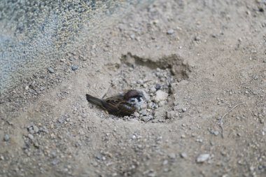 Serçe sık sık kum banyosu yaparken toz banyosu yapar..