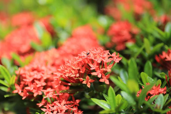 Flor Rubiaceae Ixora Coccinea Flor Jardim — Fotografia de Stock