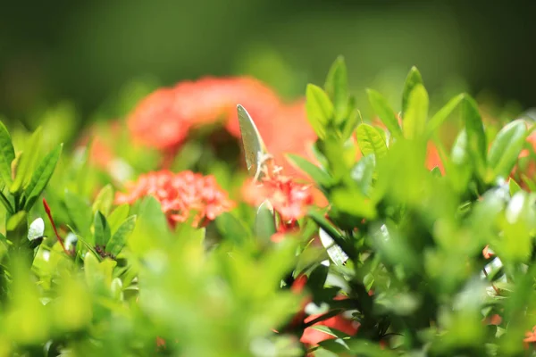 Flor Rubiaceae Ixora Coccinea Flor Jardim — Fotografia de Stock