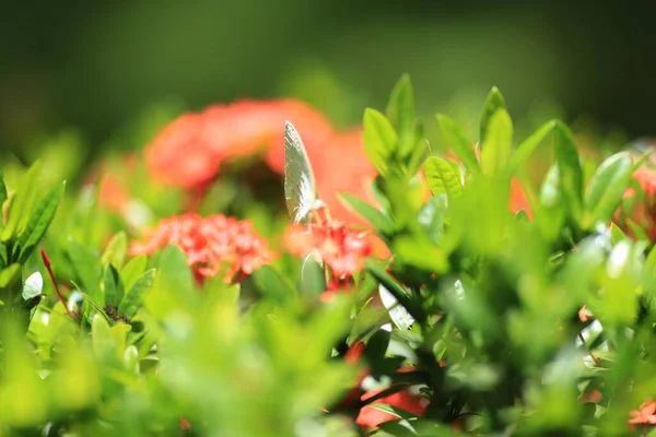 Ανθός Rubiaceae Ixora Cocccinea Λουλούδι Στον Κήπο — Φωτογραφία Αρχείου