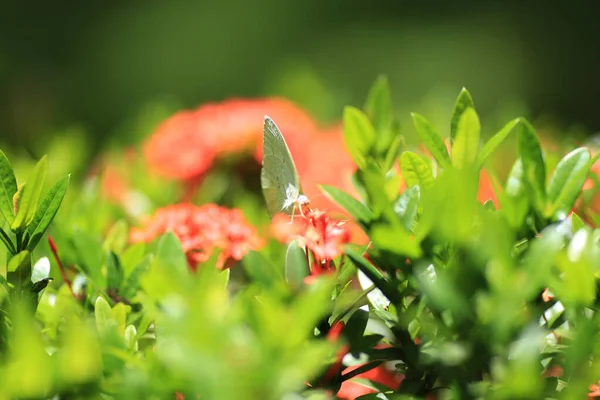 Fleur Rubiacées Ixora Coccinea Fleur Dans Jardin — Photo