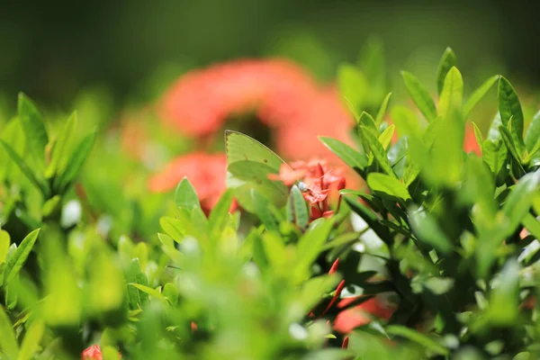 Flor Rubiaceae Ixora Coccinea Flor Jardim — Fotografia de Stock