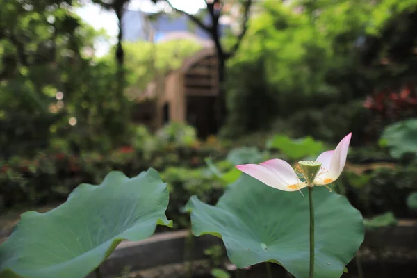 Lotus Pool Nature Background Summer — Stock Photo, Image