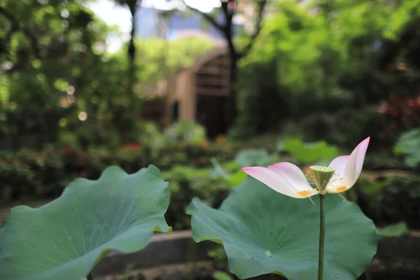 Piscina Lótus Com Fundo Natureza Verão — Fotografia de Stock