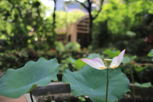 Piscine Lotus Avec Fond Nature Été — Photo