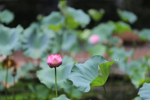 Lotus Pool Nature Background Summer — Stock Photo, Image