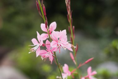 24 Mart 2007 Hong Kong Çiçek Fuarı 'nda çiçek ve bitkiler sergilendi 