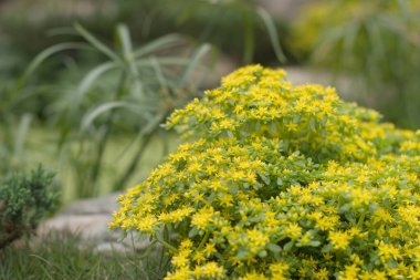 24 Mart 2007 Hong Kong Çiçek Fuarı 'nda çiçek ve bitkiler sergilendi 