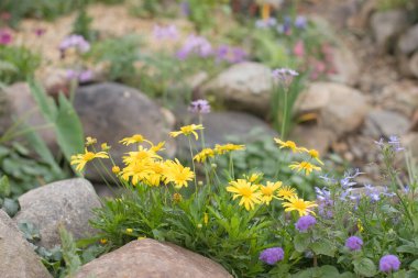 24 Mart 2007 Hong Kong Çiçek Fuarı 'nda çiçek ve bitkiler sergilendi 