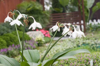 24 Mart 2007 Hong Kong Çiçek Fuarı 'nda çiçek ve bitkiler sergilendi 