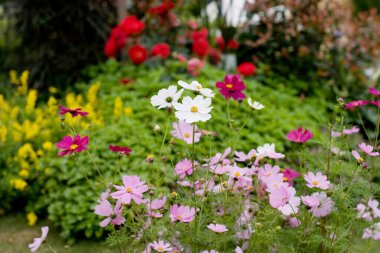 24 Mart 2007 Hong Kong Çiçek Fuarı 'nda çiçek ve bitkiler sergilendi 