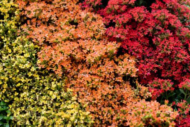 24 Mart 2007 Hong Kong Çiçek Fuarı 'nda çiçek ve bitkiler sergilendi 