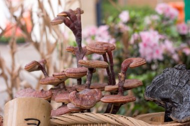 24 Mart 2007 Hong Kong Çiçek Fuarı 'nda çiçek ve bitkiler sergilendi 