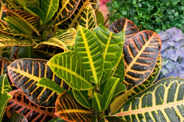 24 Mart 2007 Hong Kong Çiçek Fuarı 'nda çiçek ve bitkiler sergilendi 