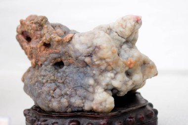 24 Mart 2007 Hong Kong Çiçek Fuarı 'nda çiçek ve bitkiler sergilendi 