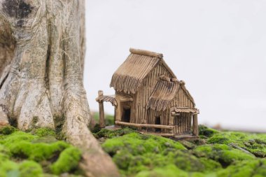 24 Mart 2007 Hong Kong Çiçek Fuarı 'nda çiçek ve bitkiler sergilendi 