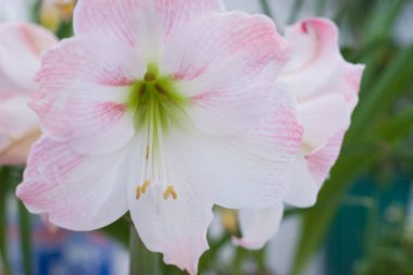 24 Mart 2007 Hong Kong Çiçek Fuarı 'nda çiçek ve bitkiler sergilendi 