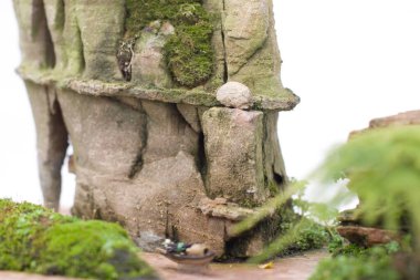 24 Mart 2007 Hong Kong Çiçek Fuarı 'nda çiçek ve bitkiler sergilendi 