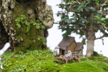 24 Mart 2007 Hong Kong Çiçek Fuarı 'nda çiçek ve bitkiler sergilendi 