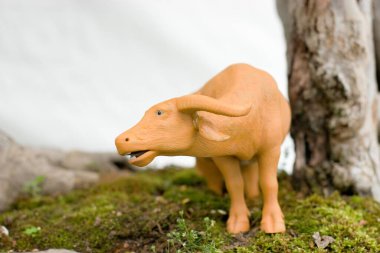 24 Mart 2007 Hong Kong Çiçek Fuarı 'nda çiçek ve bitkiler sergilendi 