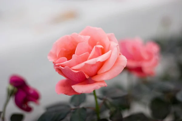 Blumen Und Pflanzen Auf Der Hong Kong Flower Show — Stockfoto