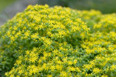 24 Mart 2007 Hong Kong Çiçek Fuarı 'nda çiçek ve bitkiler sergilendi 