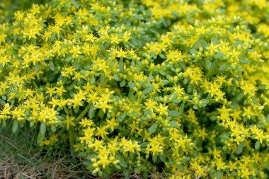 24 Mart 2007 Hong Kong Çiçek Fuarı 'nda çiçek ve bitkiler sergilendi 