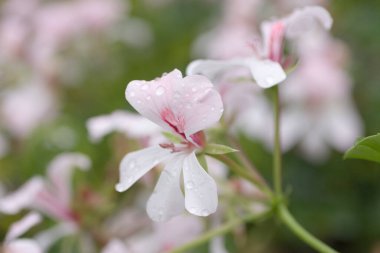 24 Mart 2007 Hong Kong Çiçek Fuarı 'nda çiçek ve bitkiler sergilendi 