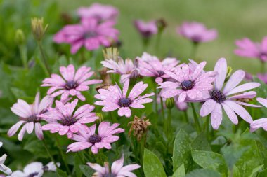24 Mart 2007 Hong Kong Çiçek Fuarı 'nda çiçek ve bitkiler sergilendi 