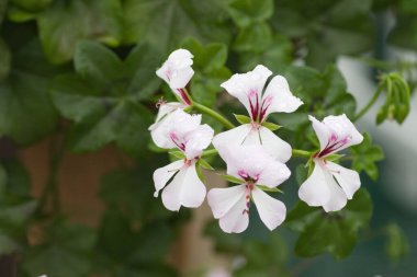 24 Mart 2007 Hong Kong Çiçek Fuarı 'nda çiçek ve bitkiler sergilendi 