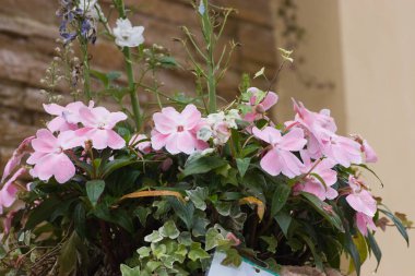 24 Mart 2007 Hong Kong Çiçek Fuarı 'nda çiçek ve bitkiler sergilendi 