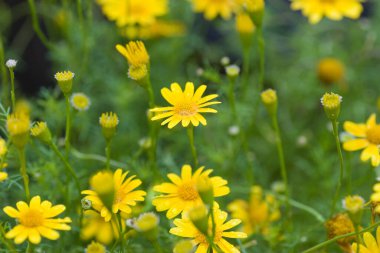 24 Mart 2007 Hong Kong Çiçek Fuarı 'nda çiçek ve bitkiler sergilendi 