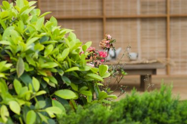 24 Mart 2007 Hong Kong Çiçek Fuarı 'nda çiçek ve bitkiler sergilendi 