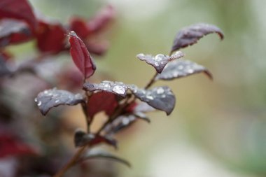 24 Mart 2007 Hong Kong Çiçek Fuarı 'nda çiçek ve bitkiler sergilendi 