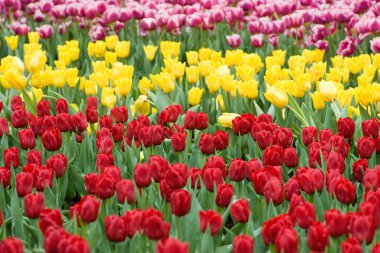 24 Mart 2007 Hong Kong Çiçek Fuarı 'nda çiçek ve bitkiler sergilendi 