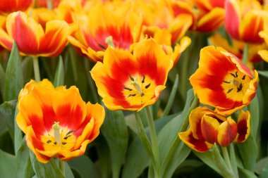 24 Mart 2007 Hong Kong Çiçek Fuarı 'nda çiçek ve bitkiler sergilendi 