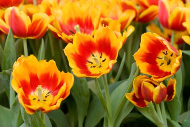 24 Mart 2007 Hong Kong Çiçek Fuarı 'nda çiçek ve bitkiler sergilendi 