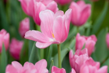 24 Mart 2007 Hong Kong Çiçek Fuarı 'nda çiçek ve bitkiler sergilendi 