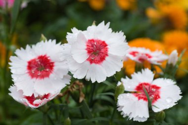 24 Mart 2007 Hong Kong Çiçek Fuarı 'nda çiçek ve bitkiler sergilendi 