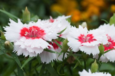 24 Mart 2007 Hong Kong Çiçek Fuarı 'nda çiçek ve bitkiler sergilendi 