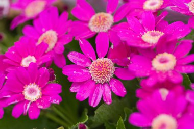 24 Mart 2007 Hong Kong Çiçek Fuarı 'nda çiçek ve bitkiler sergilendi 