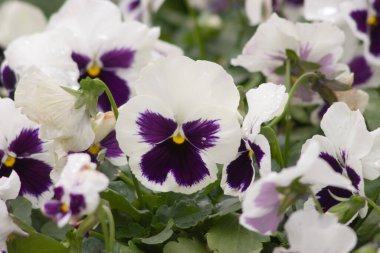 24 Mart 2007 Hong Kong Çiçek Fuarı 'nda çiçek ve bitkiler sergilendi 