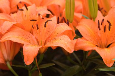 24 Mart 2007 Hong Kong Çiçek Fuarı 'nda çiçek ve bitkiler sergilendi 