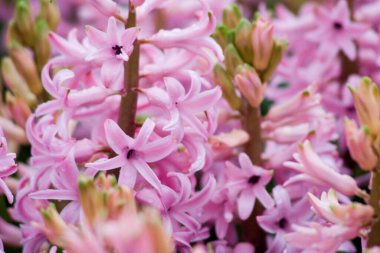 24 Mart 2007 Hong Kong Çiçek Fuarı 'nda çiçek ve bitkiler sergilendi 