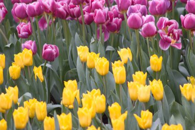 24 Mart 2007 Hong Kong Çiçek Fuarı 'nda çiçek ve bitkiler sergilendi 