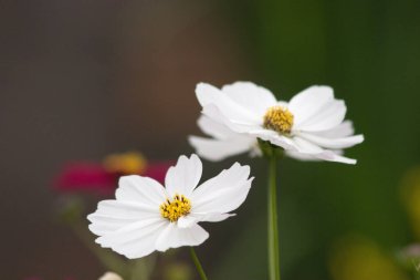 24 Mart 2007 Hong Kong Çiçek Fuarı 'nda çiçek ve bitkiler sergilendi 