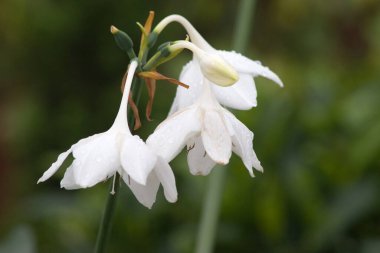 24 Mart 2007 Hong Kong Çiçek Fuarı 'nda çiçek ve bitkiler sergilendi 