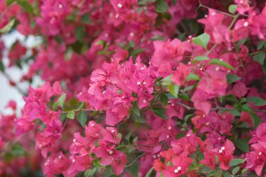 24 Mart 2007 Hong Kong Çiçek Fuarı 'nda çiçek ve bitkiler sergilendi 